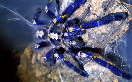 7. Nhện Gooty: Chỉ tìm thấy ở Ấn Độ, có màu sắc bắt mắt. Nguy cơ tuyệt chủng cao do bị săn bắt để làm vật nuôi. (Ảnh: shopmrpetvn)