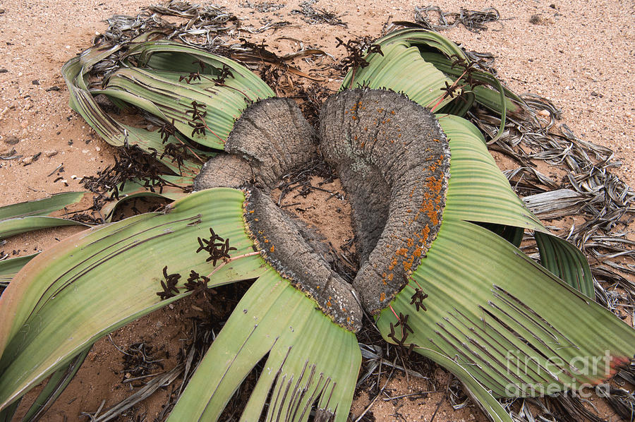 Welwitschia mirabilis là một minh chứng sống cho khả năng thích nghi và tồn tại trong môi trường khắc nghiệt của tự nhiên.