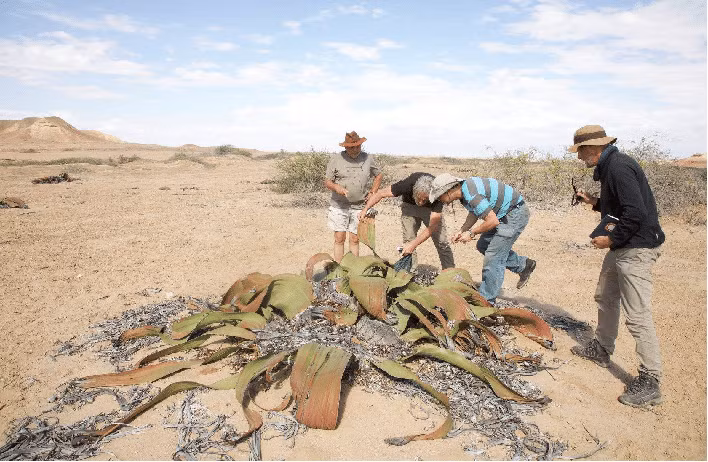 Nó cần rất ít nước để sống, khoảng 8 ml nước mỗi năm, chủ yếu từ mưa và sương.
