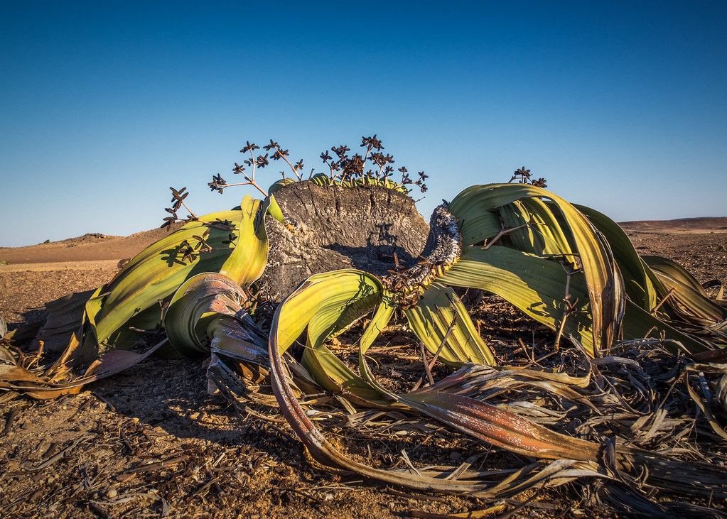 Cây này không dễ mắc bệnh, nhưng cần chăm sóc cẩn thận trong giai đoạn đầu phát triển.