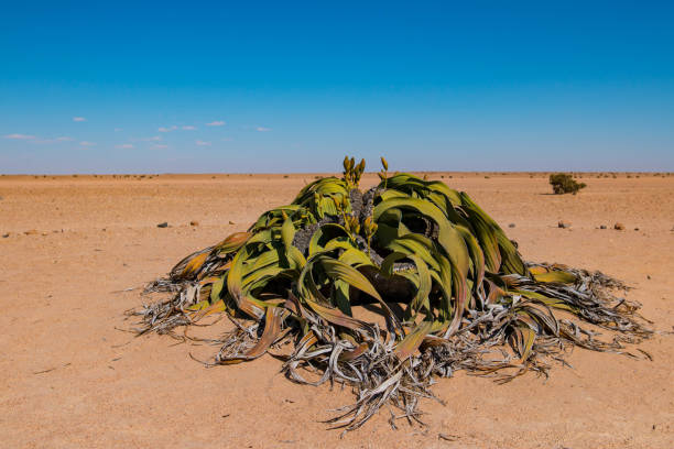 Welwitschia mirabilis có hai lá lớn vĩnh viễn, thân và rễ rộng. Rễ cái có thể đâm sâu đến 1,5 mét để tìm nước. Cây cao tối đa khoảng 500 mm, nhưng có thể đạt chiều cao 1,8 mét và rộng 8,7 mét.