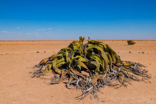 Welwitschia mirabilis có hai lá lớn vĩnh viễn, thân và rễ rộng. Rễ cái có thể đâm sâu đến 1,5 mét để tìm nước. Cây cao tối đa khoảng 500 mm, nhưng có thể đạt chiều cao 1,8 mét và rộng 8,7 mét.