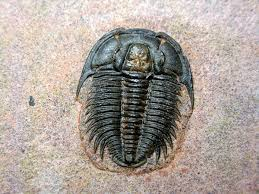 Do chúng có bộ xương ngoài dễ hóa thạch, rất nhiều hóa thạch bọ ba thùy đã được tìm ra, với chừng 17.000 loài vào Đại Cổ Sinh.