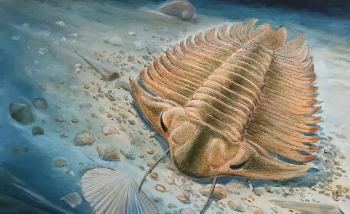 Việc nghiên cứu những hóa thạch đã mang đến những đóng góp quan trọng cho sinh địa tầng học, cổ sinh vật học, sinh học tiến hóa, và nghiên cứu kiến tạo mảng.