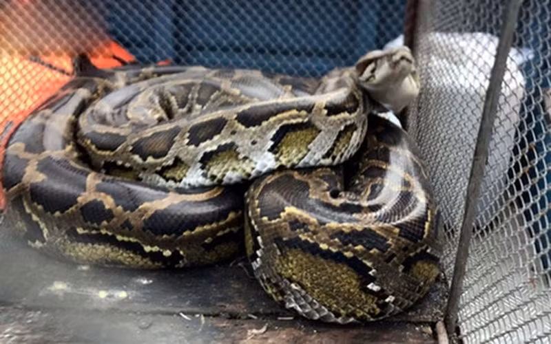 Mặc dù loài trăn lưới đủ khỏe để giết người, chúng không được xem là loài động vật nguy hiểm cho con người và trường hợp người bị chúng tấn công rất ít khi xảy ra.