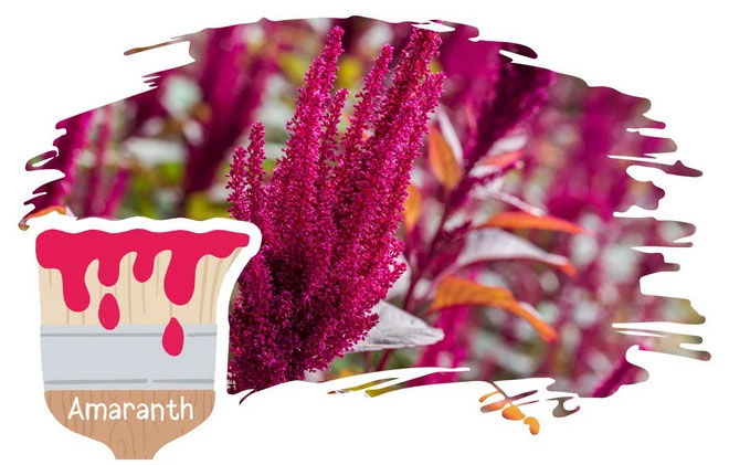 1. Amaranth – Màu cây dền: Màu đỏ tía của hoa cây dền thuộc chi Amaranthus, kết hợp giữa màu đỏ và hồng. Đây là một trong những màu sắc hiếm gặp trong cuộc sống thường ngày mà có thể bạn chưa biết.