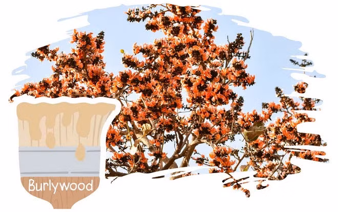 5. Burlywood – Màu gỗ nâu: Màu nâu nhạt, trung tính, giống màu của gỗ cây Buteafrontosa từ Ấn Độ.