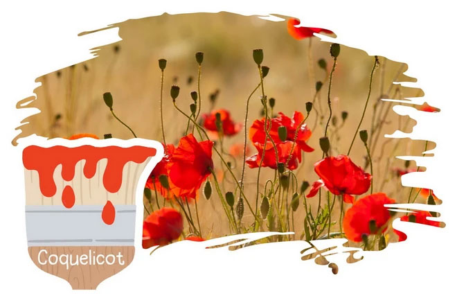 6. Coquelicot – Màu đỏ hoa mỹ nhân: Màu đỏ cam sáng của hoa anh túc dại, biểu tượng của nước hoa Kenzo.