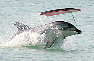 3. Dolphin Moko: Moko là một chú cá heo ở New Zealand nổi tiếng vì cứu hai con cá voi mắc cạn vào năm 2008. Moko đã dẫn dắt chúng ra khỏi vùng nước nông và trở lại biển sâu an toàn. Sự thông minh và lòng dũng cảm của Moko đã nhận được sự khen ngợi từ các nhà bảo tồn và cộng đồng địa phương.(Ảnh: TIME)