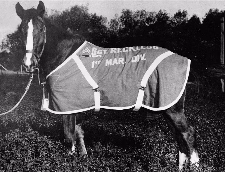4. Ngựa Sergeant Reckless: Sergeant Reckless, một con ngựa nhỏ của Thủy quân lục chiến Hoa Kỳ, đã phục vụ trong Chiến tranh Triều Tiên. Reckless đã vận chuyển đạn dược và tiếp tế cho binh lính, đồng thời giúp đưa những người bị thương trở lại an toàn. Reckless đã tham gia vào nhiều trận đánh và được thăng cấp lên Trung sĩ, trở thành một trong những con vật hiếm hoi nhận được quân hàm chính thức. (Ảnh: Wikipedia)