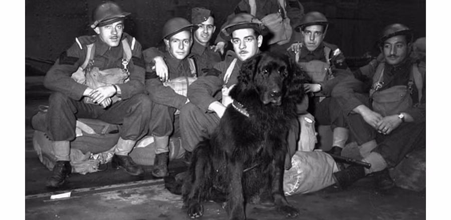 5. Chó Gander: Gander là một chú chó Newfoundland, đã được tôn vinh vì những hành động anh hùng trong Thế chiến II. Gander đã cứu nhiều binh sĩ Canada bằng cách ngăn chặn một quả lựu đạn đang phát nổ. Hành động này đã khiến Gander hy sinh, nhưng sự dũng cảm của chú đã cứu sống nhiều người. Gander được truy tặng huân chương Dickin, giải thưởng cao quý dành cho động vật trong chiến tranh. (Ảnh: Valour Canada)