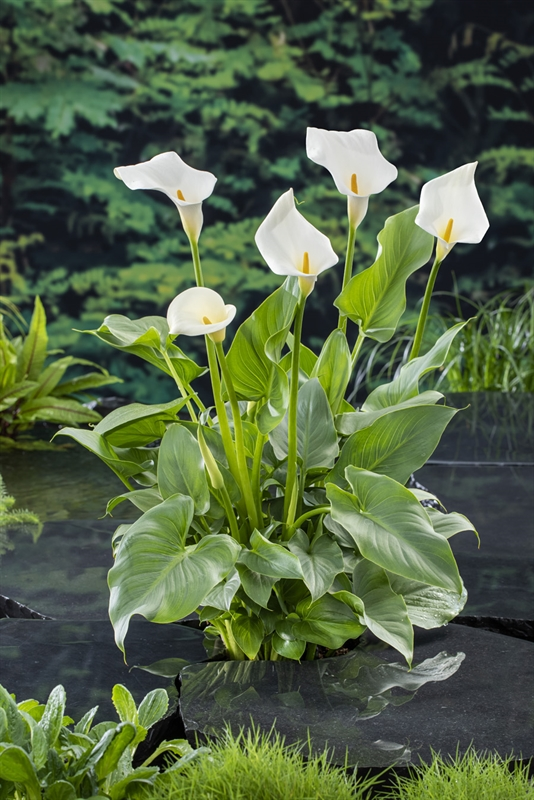 8.Hoa loa kèn Arum/Ý lan (Zantedeschia aethiopica): Lá và củ chứa Calcium oxalate, gây ói mửa, bỏng rát niêm mạc.