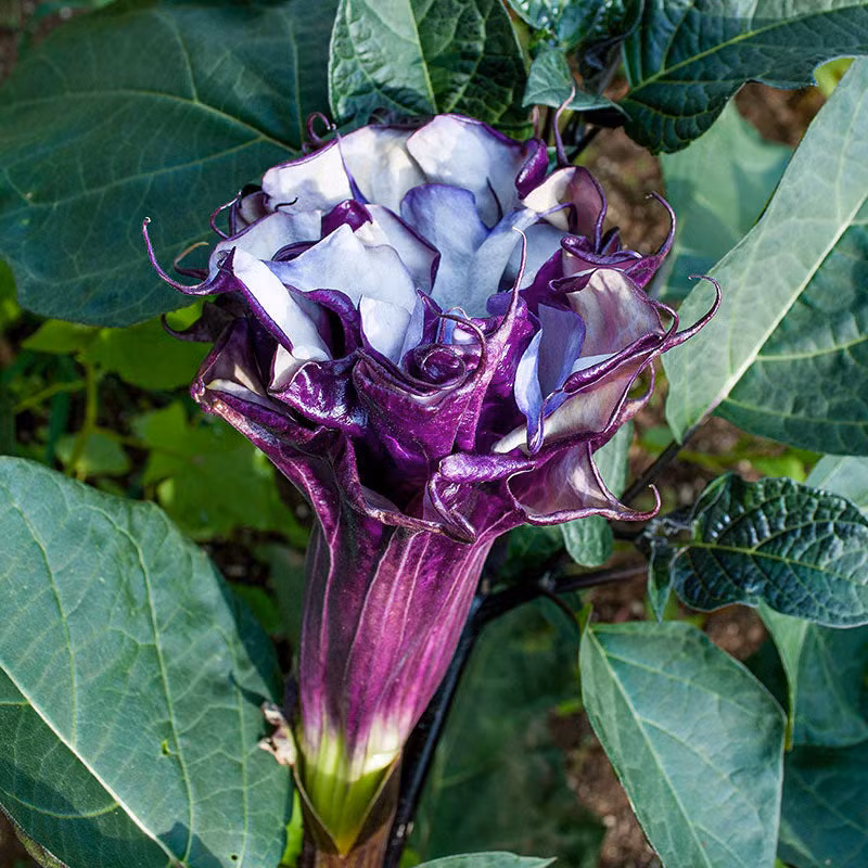 4. Cà độc dược, cà kiểng, hoa Lưu ly (Datura metel): Gây nổi mẩn đỏ, ngứa, chóng mặt, nhức đầu, ảo giác, mù mắt, tử vong.