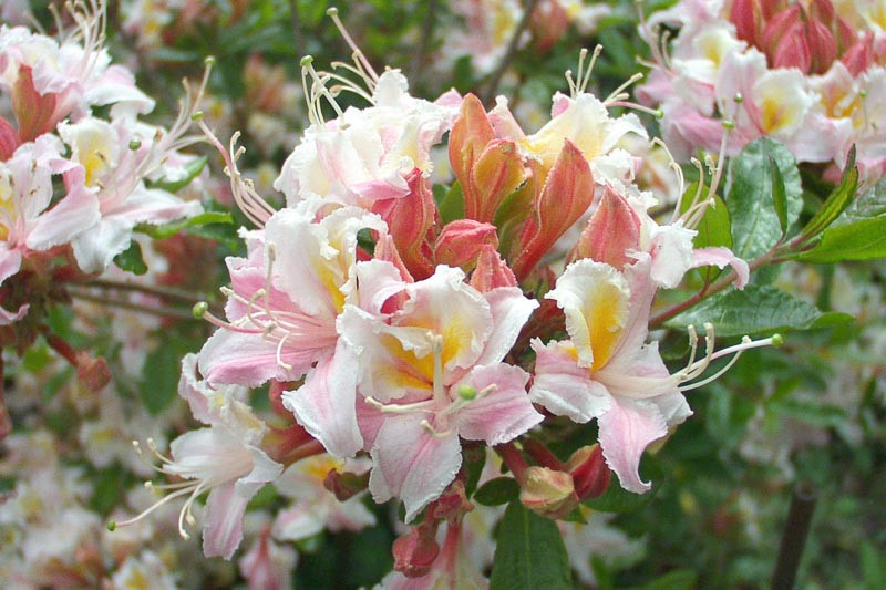 5. Đỗ quyên (Rhododendron occidentale): Chứa Andromedotoxin và Arbutin glucoside, gây buồn nôn, chóng mặt, khó thở, ngộ độc nặng.