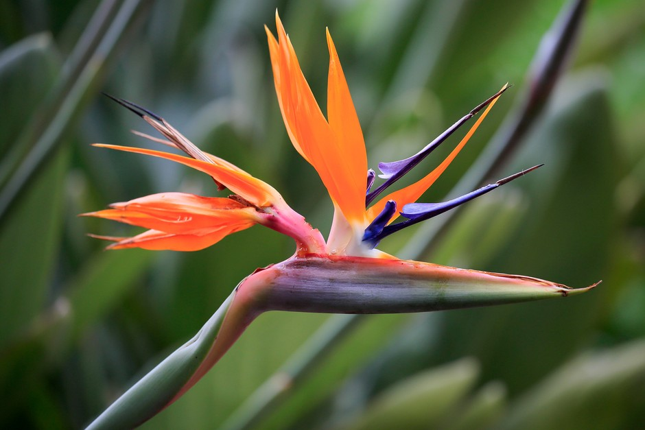 6. Thiên điểu (Strelitzia reginae): Hoa và hạt gây ngộ độc đường ruột, buồn nôn, tiêu chảy, chóng mặt.