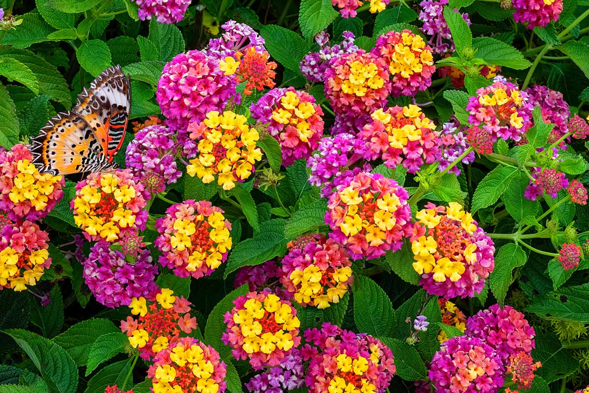 2. Thơm ổi (Lantana spp.): Quả chứa Lantanin alkaloid hoặc lantadene A, gây bỏng rát, rối loạn tuần hoàn máu, tử vong.