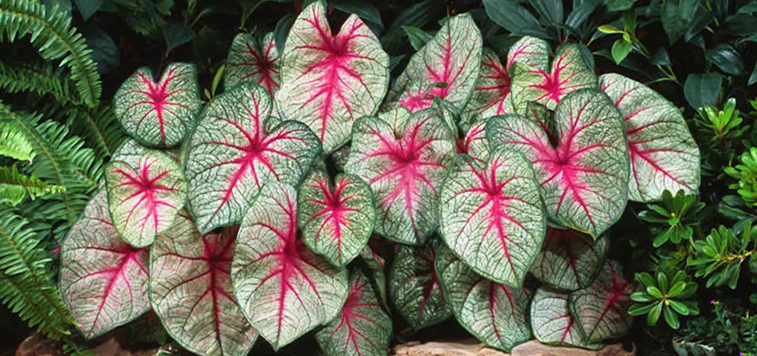 7. Môn kiểng (Caladium hortulanum): Chứa Calcium oxalate và Asparagine, gây bỏng, ngứa rát vùng miệng, niêm mạc ruột.