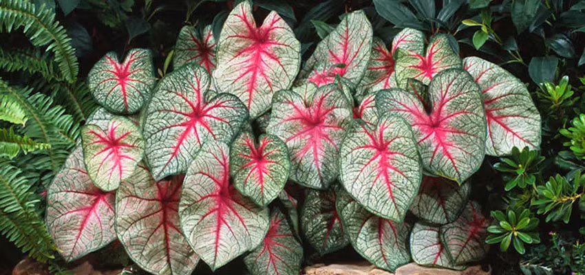 7. Môn kiểng (Caladium hortulanum): Chứa Calcium oxalate và Asparagine, gây bỏng, ngứa rát vùng miệng, niêm mạc ruột.