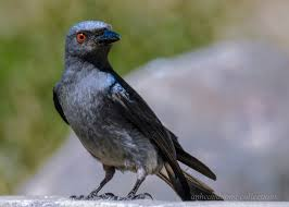 3. Chèo bẻo bắt chước tiếng kêu của chim ưng: Chèo bẻo giả tiếng kêu của chim ưng, kẻ thù đáng sợ của chồn Meerkat.