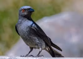 3. Chèo bẻo bắt chước tiếng kêu của chim ưng: Chèo bẻo giả tiếng kêu của chim ưng, kẻ thù đáng sợ của chồn Meerkat.