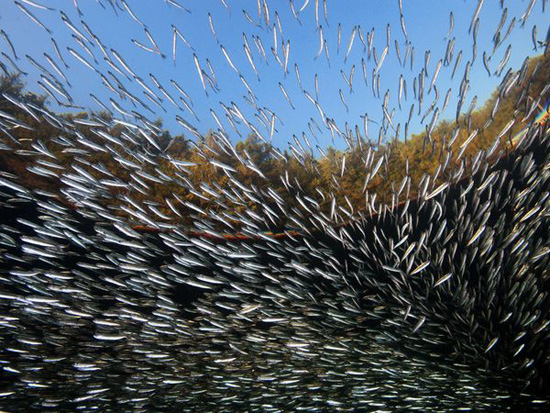 Mỗi cá thể có tiếng xì hơi khác nhau, giúp đồng loại nhận diện vị trí trong bóng tối.