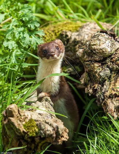 Hành động kỳ lạ này thu hút sự chú ý của thỏ, khiến chúng mất cảnh giác. Khi thỏ đến gần, chuột hương bất ngờ tấn công và giết chết con mồi.