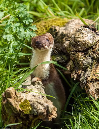Hành động kỳ lạ này thu hút sự chú ý của thỏ, khiến chúng mất cảnh giác. Khi thỏ đến gần, chuột hương bất ngờ tấn công và giết chết con mồi.