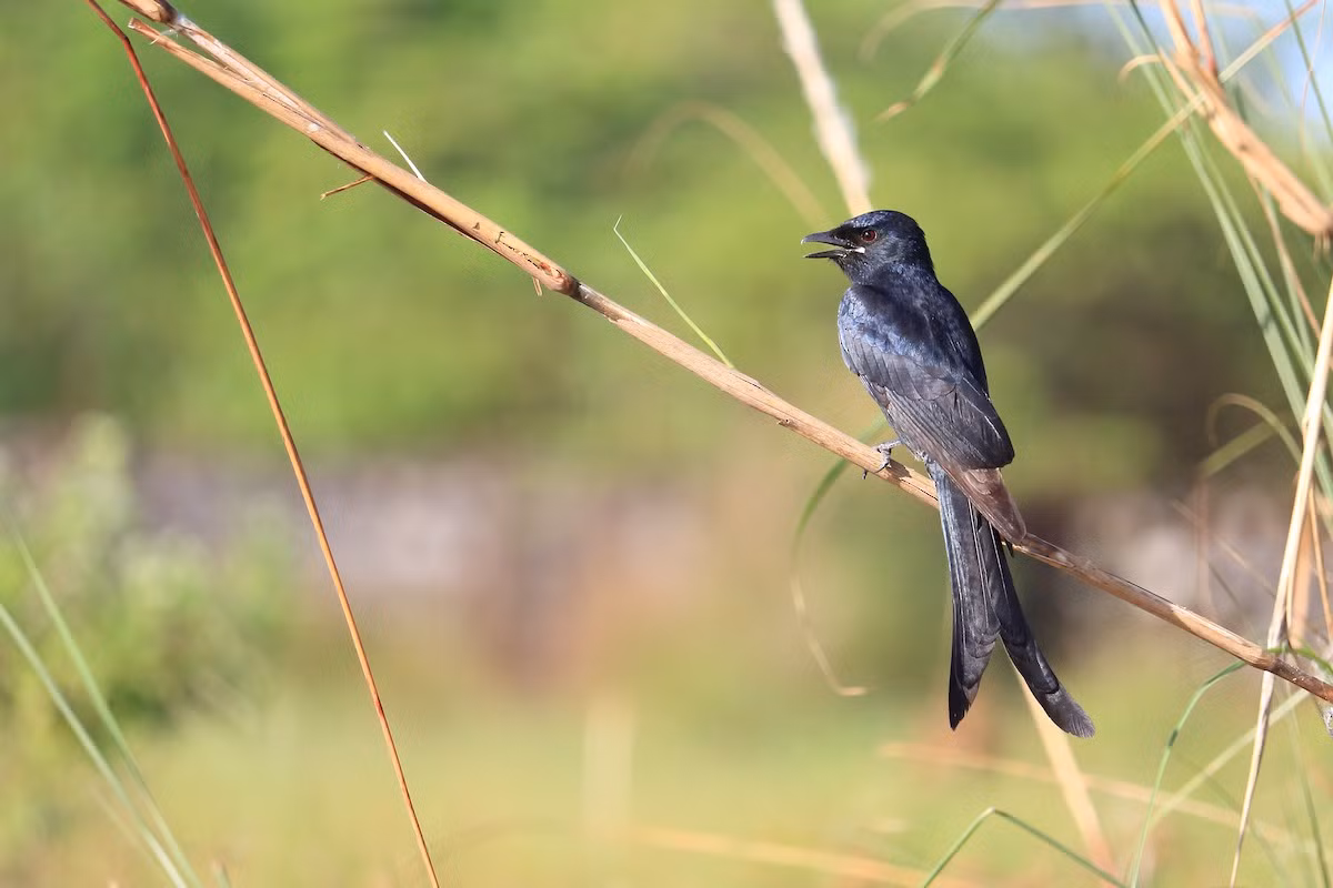 Khi nghe tiếng kêu giả, Meerkat hoảng sợ bỏ chạy, để lại thức ăn. Chèo bẻo sau đó hưởng thụ bữa ăn miễn phí.