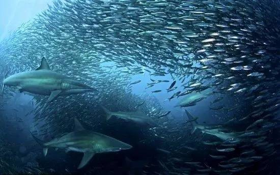 2. Cá trích xì hơi để giao tiếp: Cá trích bơi thành đàn lớn để tránh bị săn đuổi. Chúng giao tiếp và phối hợp di chuyển bằng cách xì hơi qua hậu môn, tạo ra âm thanh đặc trưng.