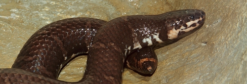 Rắn trun sống chủ yếu ở khu vực phía Nam và Tây Nam Bộ Việt Nam, trong các vùng ẩm ướt như đầm lầy và bờ sông.