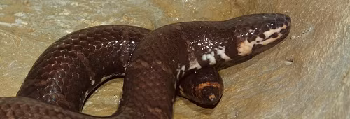 Rắn trun sống chủ yếu ở khu vực phía Nam và Tây Nam Bộ Việt Nam, trong các vùng ẩm ướt như đầm lầy và bờ sông.