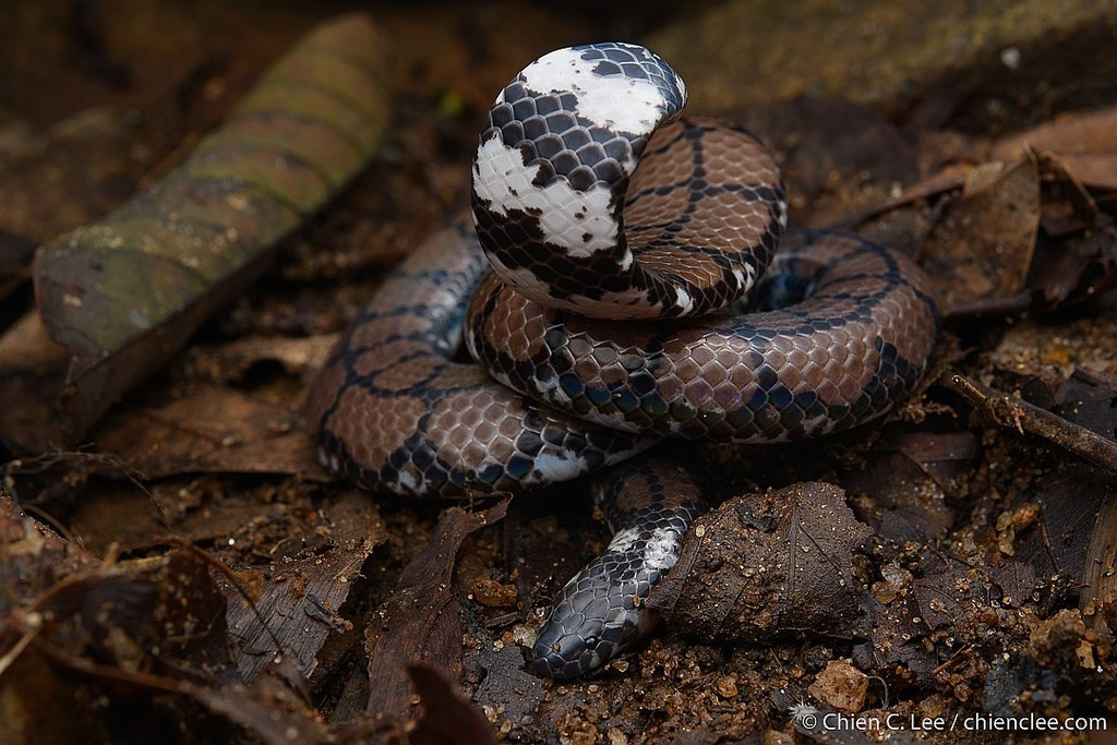 Chúng ăn lươn, giun đất, côn trùng và trứng ếch.
