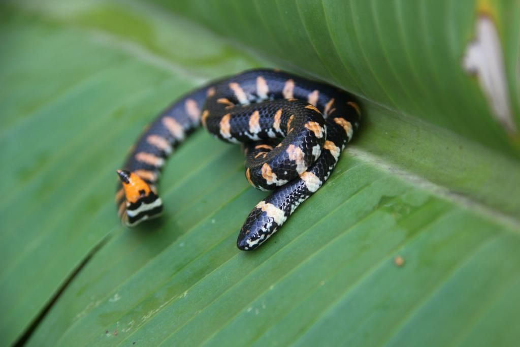 Rắn trun có thân màu sắc sặc sỡ, dễ bị nhầm với rắn cạp nong hoặc cạp nia độc.