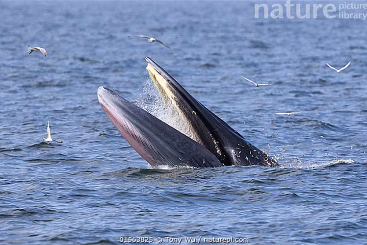 Cơ thể của chúng có màu xám khói sẫm ở trên, sau đó khuếch tán thành màu trắng ở dưới. Những vết sẹo hình tròn từ loài ký sinh và cá ăn bám đã được phát hiện trên những cá thể di cư nhiều hơn. (Ảnh minh hoạ - nguồn: naturepl)