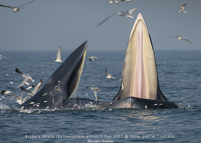 Cá voi Bryde là loài cá voi thuộc họ Balaenopteridae, con đực có kích thước từ 12 đến 13 m, trong khi con cái lớn hơn một chút, từ 13 đến 14 m. Cả hai giới đều nặng từ 13,6 tấn đến 15 tấn. (Ảnh minh hoạ - nguồn: Shutterstock)