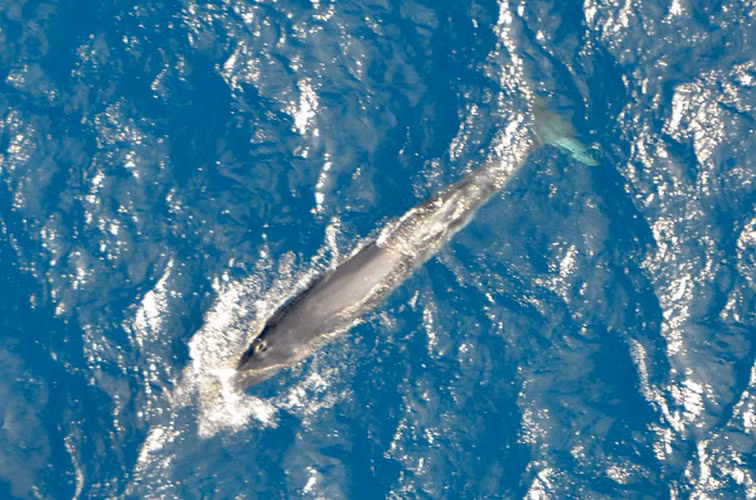 Những con cá voi này chưa được tìm thấy vượt quá 40% ở cả hai bán cầu. Do thích nước ấm, chúng đã được quan sát thấy di cư về phía xích đạo vào mùa đông. (Ảnh chụp từ video trong 1 lần ghi nhận cá voi xuất hiện tại biển Bình Thuận 2022)