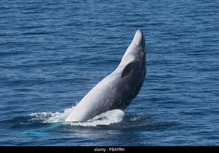 Cá voi Bryde ăn sinh vật phù du, giáp xác và những đàn cá mà chúng ngốn vào trong cái miệng to lớn của nó. Thường chúng xuất hiện từng con hoặc cặp và trong một số vùng kiếm ăn có thể thấy một nhóm vài chục con. (Ảnh minh hoạ - nguồn: alamy)
