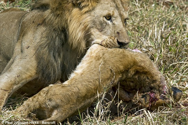 5. Sư tử: Sư tử đực giành ngôi đầu đàn thường giết chết con non của kẻ thua để khẳng định quyền lực.