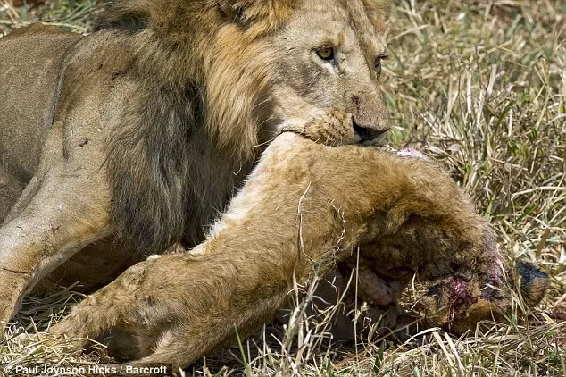 5. Sư tử: Sư tử đực giành ngôi đầu đàn thường giết chết con non của kẻ thua để khẳng định quyền lực.