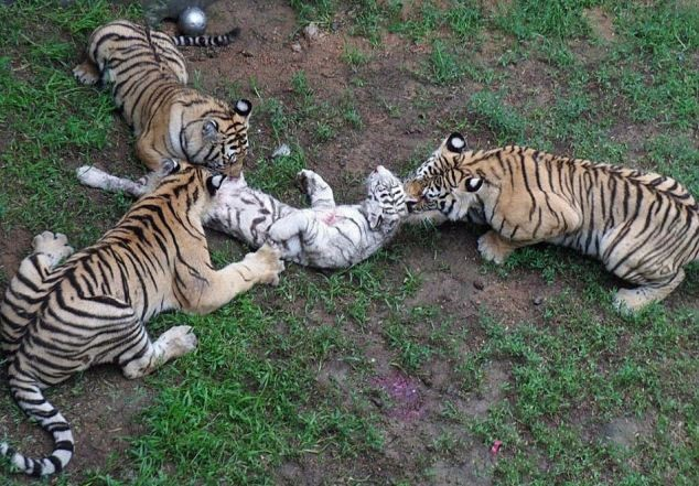 8. Hổ: Hành vi này được ghi nhận ở hổ trưởng thành giết và ăn thịt con non hoặc hổ trưởng thành khác, dù có sẵn con mồi.