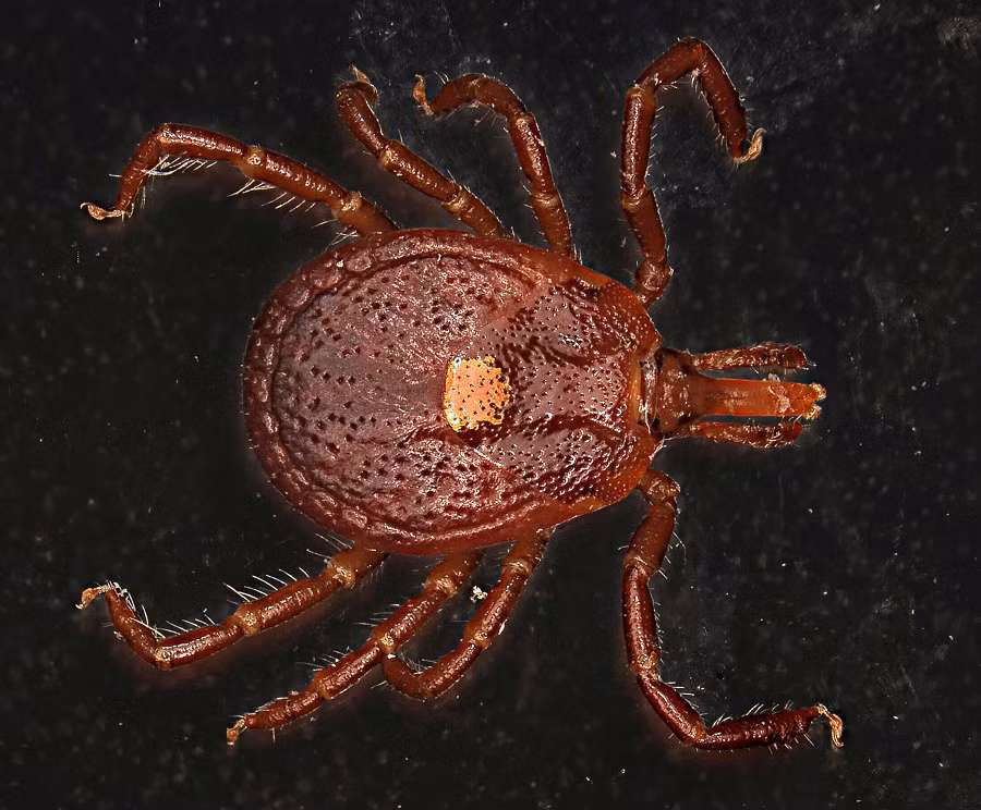 Vì vậy, hiện tượng này đang là một lĩnh vực nghiên cứu đáng chú ý để tìm hiểu xem liệu người bị cắn bởi loài bọ này có phải ăn chay suốt đời hay không?