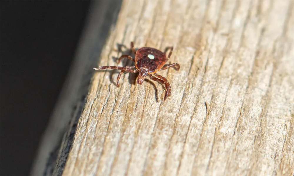 Một số người bị dị ứng thịt sau khi bị cắn bởi loài bọ này đã phải thay đổi thói quen ăn uống.