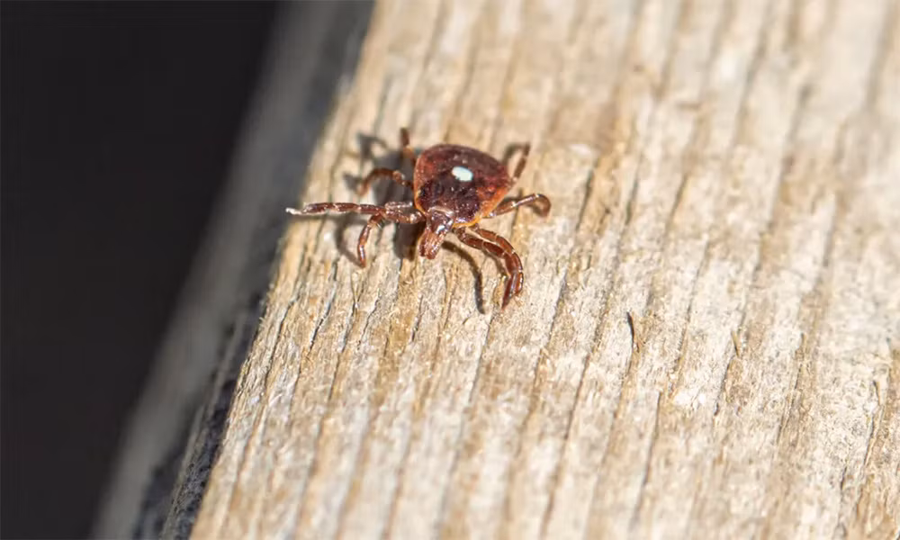 Một số người bị dị ứng thịt sau khi bị cắn bởi loài bọ này đã phải thay đổi thói quen ăn uống.