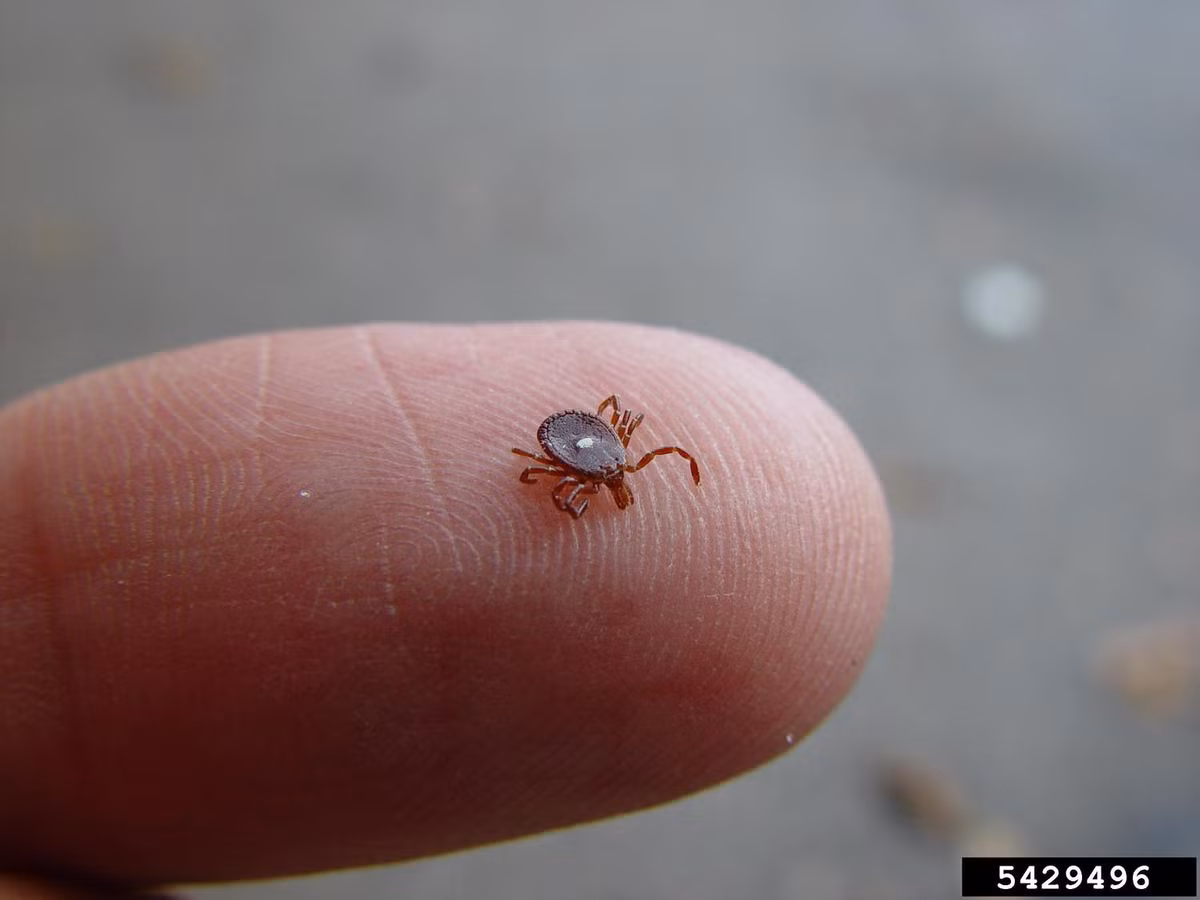 Nguyên nhân của hiện tượng này nằm ở loại đường có tên là “alpha-gal” có trong người con bọ này, nhưng lại không có trong con người. Đáng ngạc nhiên là loại đường này cũng xuất hiện trong thịt đỏ, thịt lợn và một số sản phẩm từ sữa. Tuy nhiên, hệ tiêu hóa của con người không gặp vấn đề khi xử lý những thức ăn này và đường alpha-gal.