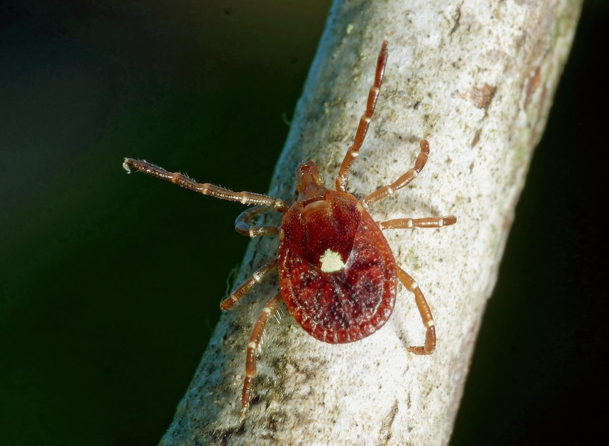 Vùng miền Đông nước Mỹ, nơi loài bọ ngôi sao cô đơn sinh sống, đang trở thành một trung tâm của trào lưu ăn chay.