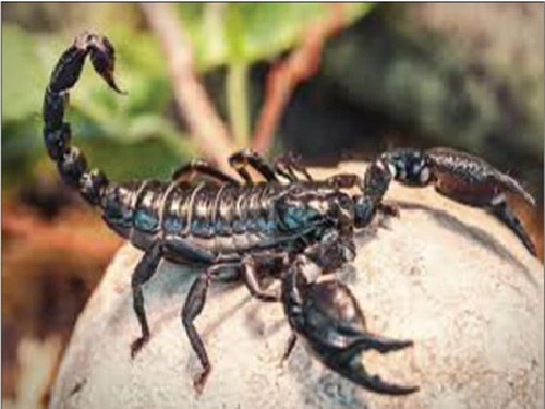 2. Bọ cạp: Bọ cạp tìm kiếm bạn tình bằng cách "nhảy múa" để thu hút con cái. Con đực đặt gói tinh trùng trên mặt đất và khéo léo dẫn con cái đến vị trí đó để thụ tinh. (Ảnh: Sức khỏe và đời sống)