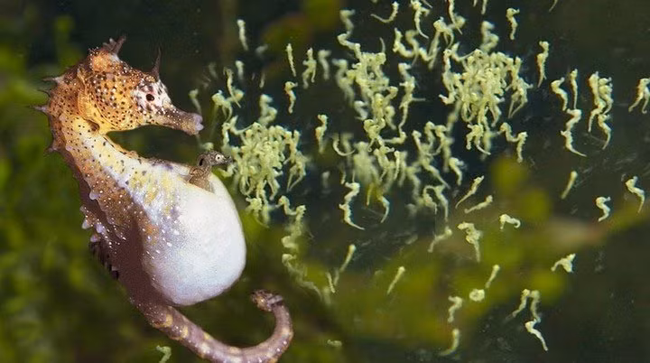 8. Cá ngựa: Cá ngựa hẹn hò nhiều ngày trước khi quan hệ tình dục. Con cái đẻ trứng vào túi của con đực để thụ tinh.(Ảnh: Tiền phong)