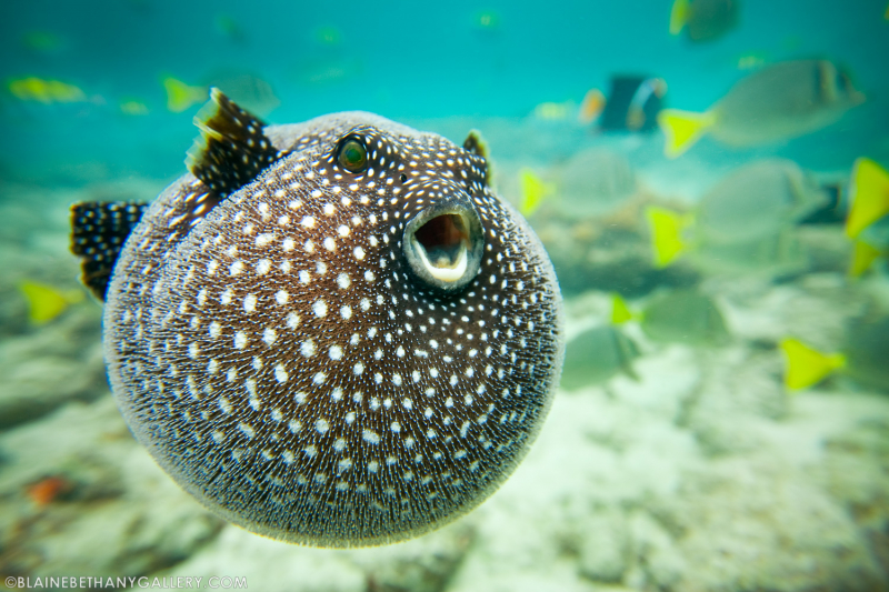 6. Cá nóc: Cá nóc đực xây tổ để con cái đẻ trứng. Tổ cá nóc được trang trí bằng vỏ sò và san hô. (Ảnh: mytour.vn)