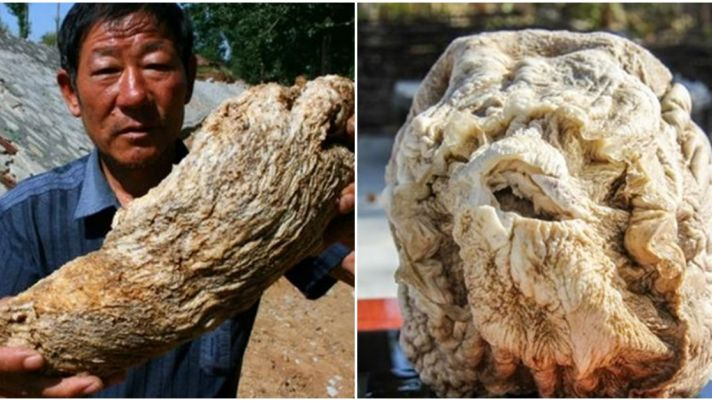 Tảng đá mà anh Chu tìm thấy nặng 10 kg, khiến giá trị của nó lên tới hàng chục triệu USD. Với phát hiện bất ngờ này, anh Chu đã thực sự "đổi đời" chỉ sau một đêm.