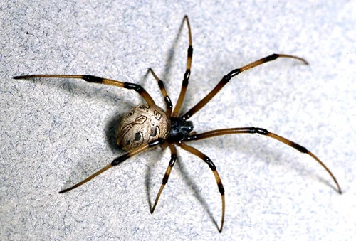7. Nhện góa phụ nâu (Brown Widow Spider): Nhện góa phụ nâu là một loài họ hàng của nhện góa phụ đen và có nọc độc ít nguy hiểm hơn. Tuy nhiên, vết cắn của chúng vẫn có thể gây ra các triệu chứng như đau đớn, buồn nôn và co thắt cơ. Chúng thường được tìm thấy ở các khu vực nhiệt đới và cận nhiệt đới trên toàn thế giới.(Ảnh: Center for Invasive Species Research)